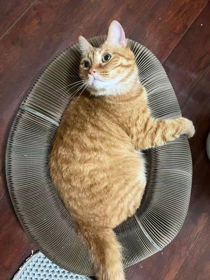 Il gatto di Francesca rilassato su Scratchy