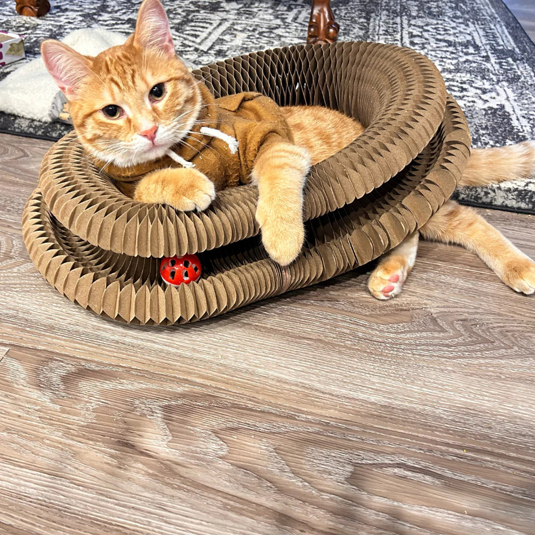 Il gatto di Silvia acciambellato su Scratchy